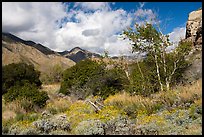 Bloomiing brittlebluh and trees in Whitewater River Valley, Whitewater Preserve. Sand to Snow National Monument, California, USA ( color)