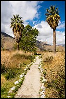 Path and palm trees, Whitewater Preserve. Sand to Snow National Monument, California, USA ( color)