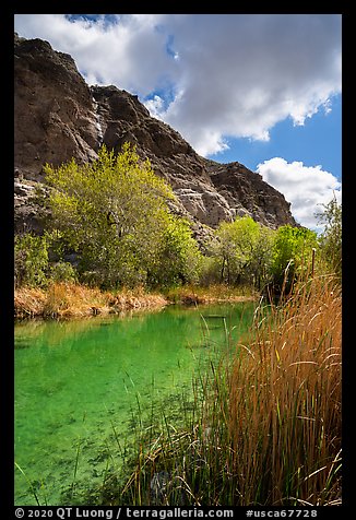 Pond, trees in spring, and cliffs, Whitewater Preserve. Sand to Snow National Monument, California, USA (color)