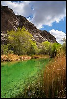 Pond, trees in spring, and cliffs, Whitewater Preserve. Sand to Snow National Monument, California, USA ( color)