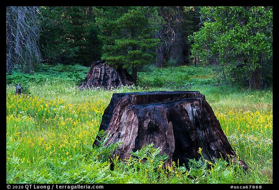 Burned sequoia stump in meadow with wildflowers, Indian Basin. Giant Sequoia National Monument, Sequoia National Forest, California, USA (color)