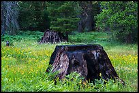 Burned sequoia stump in meadow with wildflowers, Indian Basin. Giant Sequoia National Monument, Sequoia National Forest, California, USA ( color)