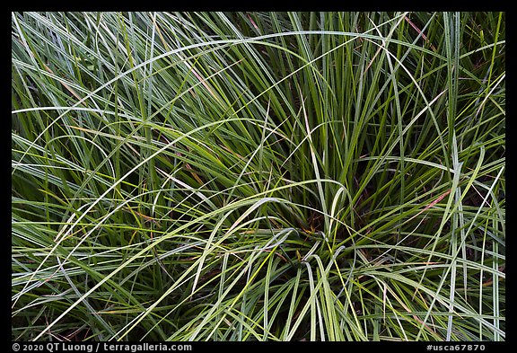 Close-up of sedges, Indian Basin. Giant Sequoia National Monument, Sequoia National Forest, California, USA (color)