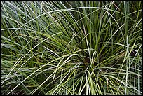 Close-up of sedges, Indian Basin. Giant Sequoia National Monument, Sequoia National Forest, California, USA ( color)