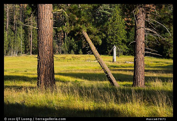 Pine trees in meadow, Indian Basin. Giant Sequoia National Monument, Sequoia National Forest, California, USA (color)