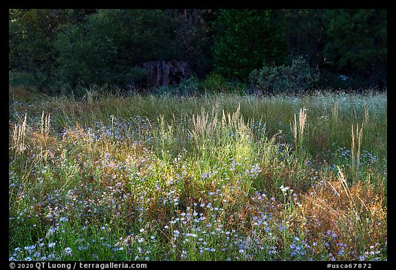 Wildflowers and grasses in meadow at edge of forest, Indian Basin. Giant Sequoia National Monument, Sequoia National Forest, California, USA (color)
