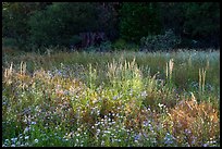 Wildflowers and grasses in meadow at edge of forest, Indian Basin. Giant Sequoia National Monument, Sequoia National Forest, California, USA ( color)