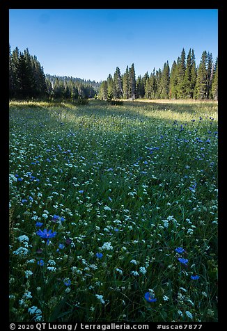 Wildflowers and Big Meadows. Giant Sequoia National Monument, Sequoia National Forest, California, USA (color)
