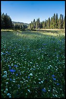 Wildflowers and Big Meadows. Giant Sequoia National Monument, Sequoia National Forest, California, USA ( color)