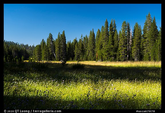 Big Meadows. Giant Sequoia National Monument, Sequoia National Forest, California, USA (color)