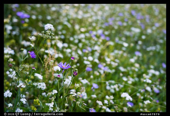 Close-up of wildflowers. Giant Sequoia National Monument, Sequoia National Forest, California, USA (color)