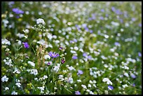 Close-up of wildflowers. Giant Sequoia National Monument, Sequoia National Forest, California, USA ( color)