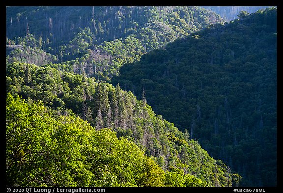 Forested slopes near Camp Nelson. Giant Sequoia National Monument, Sequoia National Forest, California, USA (color)