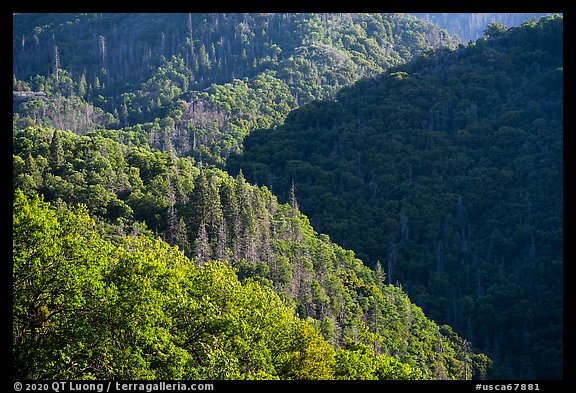 Forested slopes near Camp Nelson. Giant Sequoia National Monument, Sequoia National Forest, California, USA (color)