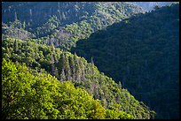 Forested slopes near Camp Nelson. Giant Sequoia National Monument, Sequoia National Forest, California, USA ( color)