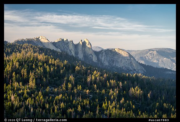 Forest and Needles. Giant Sequoia National Monument, Sequoia National Forest, California, USA (color)