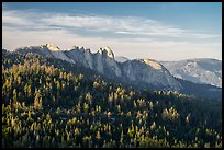 Forest and Needles. Giant Sequoia National Monument, Sequoia National Forest, California, USA ( color)