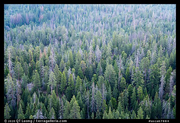 Forest tree tops from Dome Rock. Giant Sequoia National Monument, Sequoia National Forest, California, USA (color)