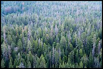 Forest tree tops from Dome Rock. Giant Sequoia National Monument, Sequoia National Forest, California, USA ( color)