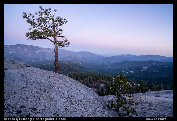 Tree on Dome Rock. Giant Sequoia National Monument, Sequoia National Forest, California, USA (color)