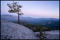 Tree on Dome Rock. Giant Sequoia National Monument, Sequoia National Forest, California, USA ( color)