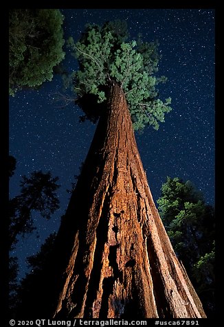 Giant sequoia trees at night, Long Meadow Grove. Giant Sequoia National Monument, Sequoia National Forest, California, USA (color)