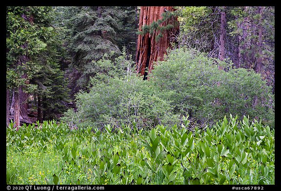 Corn lilly and Giant Sequoia, Long Meadow Grove. Giant Sequoia National Monument, Sequoia National Forest, California, USA (color)