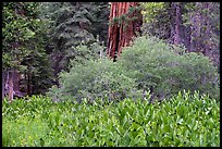 Corn lilly and Giant Sequoia, Long Meadow Grove. Giant Sequoia National Monument, Sequoia National Forest, California, USA ( color)