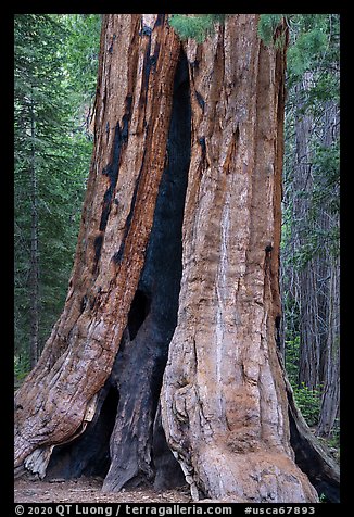 Base of Giant Sequoia tree with fire scar, Long Meadow Grove. Giant Sequoia National Monument, Sequoia National Forest, California, USA (color)