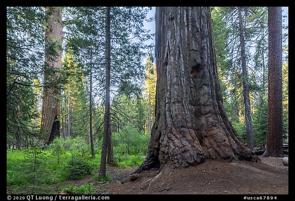 Giant sequoia tree, Long Meadow Grove. Giant Sequoia National Monument, Sequoia National Forest, California, USA (color)