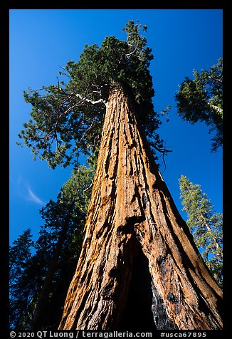 Looking up giant sequoia tree, Long Meadow Grove. Giant Sequoia National Monument, Sequoia National Forest, California, USA (color)