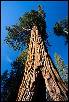 Looking up giant sequoia tree, Long Meadow Grove. Giant Sequoia National Monument, Sequoia National Forest, California, USA ( color)