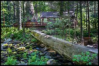 Bridge made of fallen giant sequoia, Belknap Grove. Giant Sequoia National Monument, Sequoia National Forest, California, USA ( color)