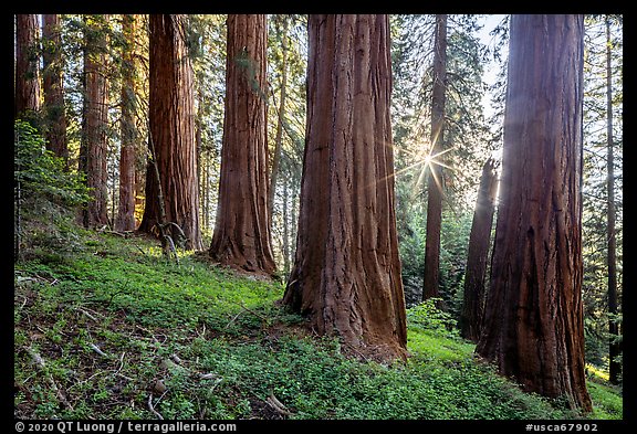 McIntyre Grove and sunstar. Giant Sequoia National Monument, Sequoia National Forest, California, USA (color)