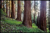 McIntyre Grove and sunstar. Giant Sequoia National Monument, Sequoia National Forest, California, USA ( color)