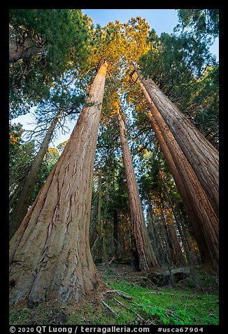 Looking up giant sequoias trees at sunset, McIntyre Grove. Giant Sequoia National Monument, Sequoia National Forest, California, USA (color)
