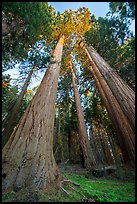 Looking up giant sequoias trees at sunset, McIntyre Grove. Giant Sequoia National Monument, Sequoia National Forest, California, USA ( color)