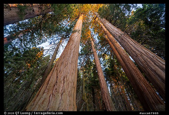 Looking up McIntyre Grove grove of giant sequoias trees at sunset. Giant Sequoia National Monument, Sequoia National Forest, California, USA (color)