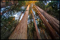 Looking up McIntyre Grove grove of giant sequoias trees at sunset. Giant Sequoia National Monument, Sequoia National Forest, California, USA ( color)