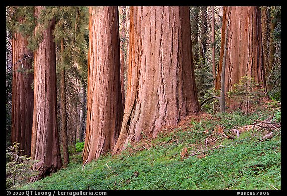 Base of giant sequoias, McIntyre Grove. Giant Sequoia National Monument, Sequoia National Forest, California, USA (color)