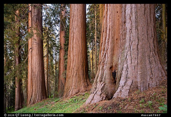 Giant sequoias, McIntyre Grove, twilight. Giant Sequoia National Monument, Sequoia National Forest, California, USA (color)