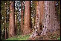 Giant sequoias, McIntyre Grove, twilight. Giant Sequoia National Monument, Sequoia National Forest, California, USA ( color)
