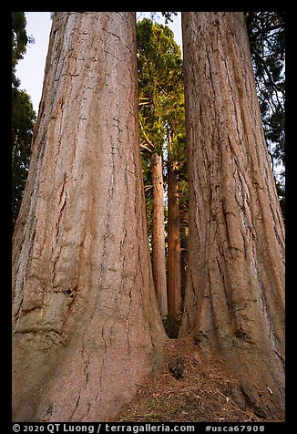 Sequoia trees seen between twin trunks, McIntyre Grove. Giant Sequoia National Monument, Sequoia National Forest, California, USA (color)