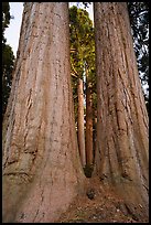 Sequoia trees seen between twin trunks, McIntyre Grove. Giant Sequoia National Monument, Sequoia National Forest, California, USA ( color)