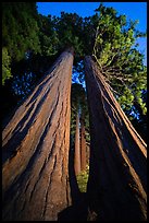 Sequoia trees seen between twin sequoias at night, McIntyre Grove. Giant Sequoia National Monument, Sequoia National Forest, California, USA ( color)