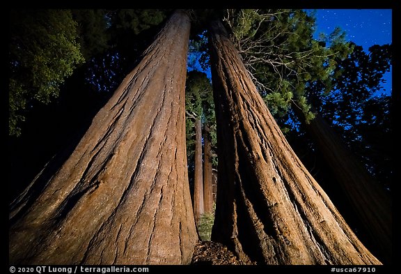 Sequoia trees seen between twin trunks at night, McIntyre Grove. Giant Sequoia National Monument, Sequoia National Forest, California, USA (color)
