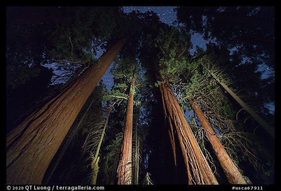 McIntyre Grove of giant sequoia trees at night. Giant Sequoia National Monument, Sequoia National Forest, California, USA (color)