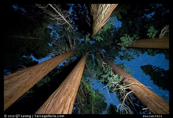 Looking up giant sequoia trees at night, McIntyre Grove. Giant Sequoia National Monument, Sequoia National Forest, California, USA (color)