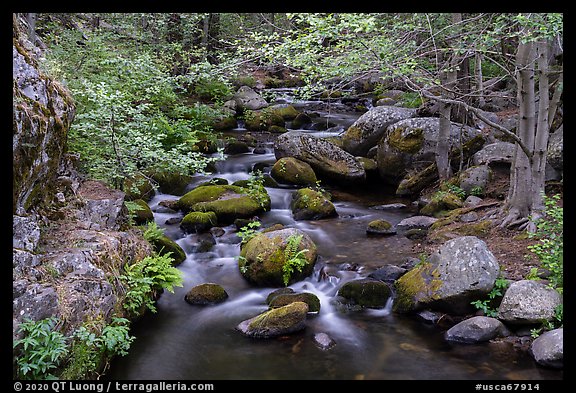 Creek in forest, Middle Fork Tule River. Giant Sequoia National Monument, Sequoia National Forest, California, USA (color)