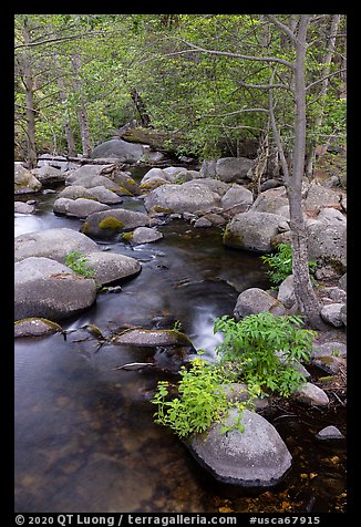 Creek, boulders, and trees, Middle Fork Tule River. Giant Sequoia National Monument, Sequoia National Forest, California, USA (color)